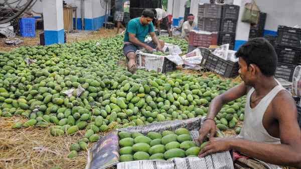 Calcium carbide is widely used to ripen mangoes, but it is a very dangerous substance, which is banned