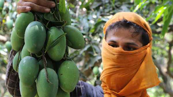 Calcium carbide is widely used to ripen mangoes, but it is a very dangerous substance, which is banned