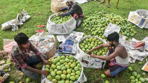 Calcium carbide is widely used to ripen mangoes, but it is a very dangerous substance, which is banned