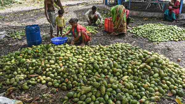 Calcium carbide is widely used to ripen mangoes, but it is a very dangerous substance, which is banned