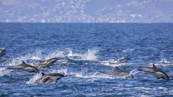 Oceans:Millions of species may be present in the twilight zone of the oceans, scientists are trying to find one lakh in 10 years