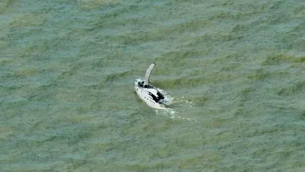 Oceans:Millions of species may be present in the twilight zone of the oceans, scientists are trying to find one lakh in 10 years