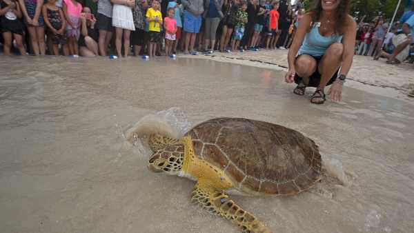 Oceans:Millions of species may be present in the twilight zone of the oceans, scientists are trying to find one lakh in 10 years