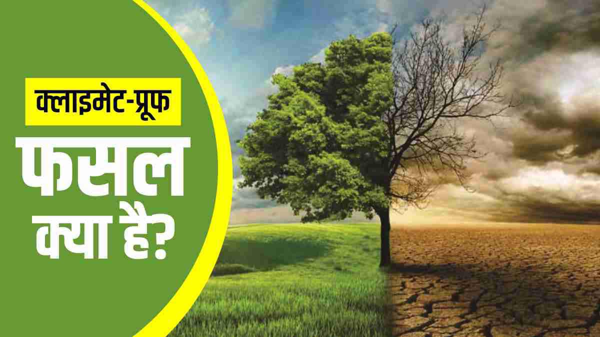 Scientists are developing better varieties of seeds due to climate change, will work even in bad weather Scientists are developing better varieties of seeds due to climate change, will work even in bad weather