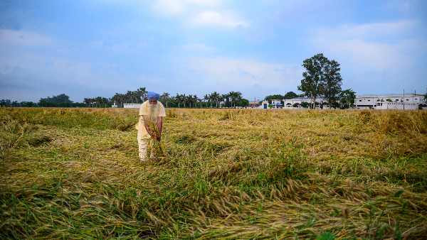 Scientists are developing better varieties of seeds due to climate change, will work even in bad weather Scientists are developing better varieties of seeds due to climate change, will work even in bad weather