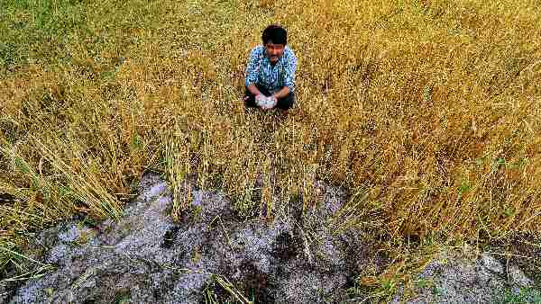 Scientists are developing better varieties of seeds due to climate change, will work even in bad weather Scientists are developing better varieties of seeds due to climate change, will work even in bad weather