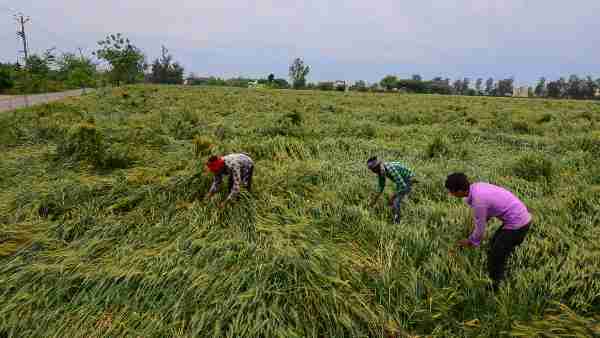 Scientists are developing better varieties of seeds due to climate change, will work even in bad weather Scientists are developing better varieties of seeds due to climate change, will work even in bad weather