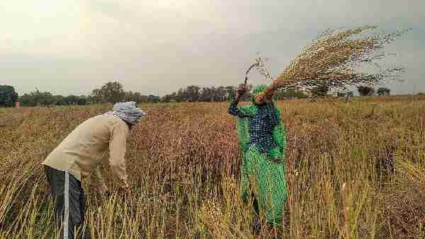 Scientists are developing better varieties of seeds due to climate change, will work even in bad weather Scientists are developing better varieties of seeds due to climate change, will work even in bad weather