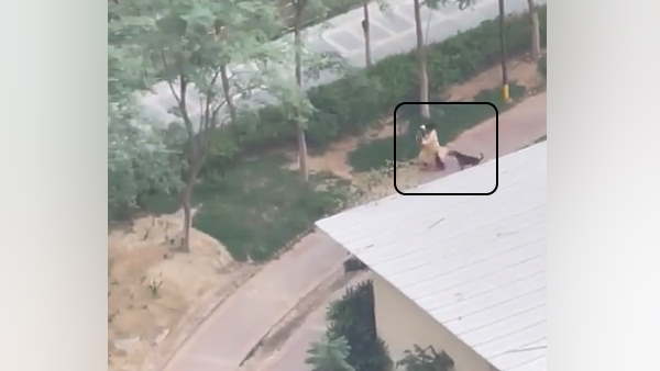  Noida A horrifying video of stray dog attack trying to scratch the woman and her pet dog