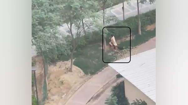  Noida A horrifying video of stray dog attack trying to scratch the woman and her pet dog