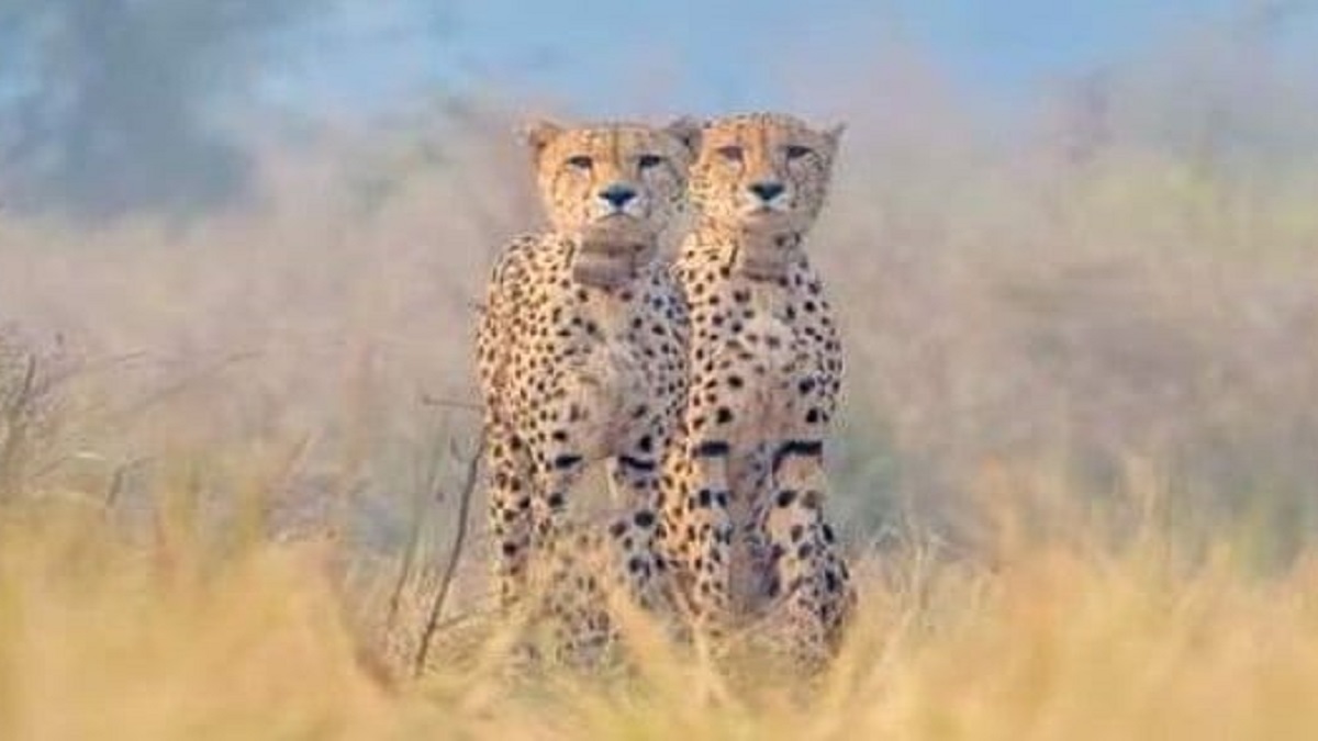 नामीबिया से अपनी गर्लफ्रेंड आशा संग ही आया था चीता ओवान