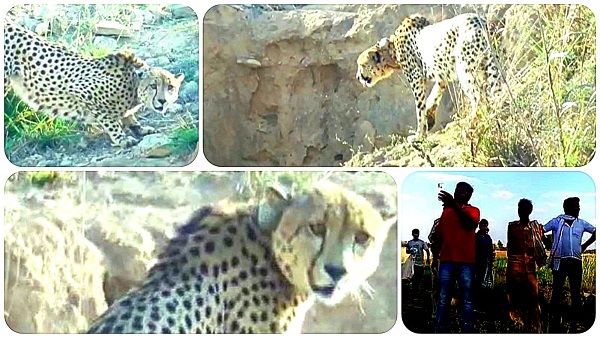 कूनो से भागे चीते को था जान का खतरा! तेंदुआ समझ लोग कर सकते थे हमला कूनो से भागे चीते को था जान का खतरा! तेंदुआ समझ लोग कर सकते थे हमला