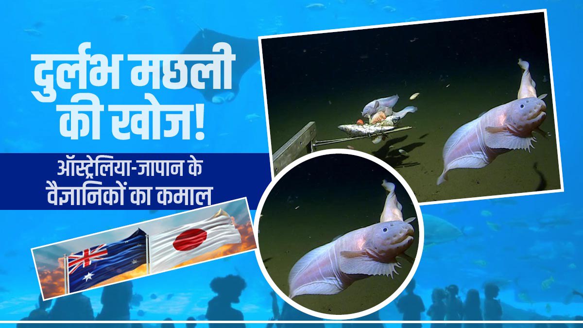 snailfish