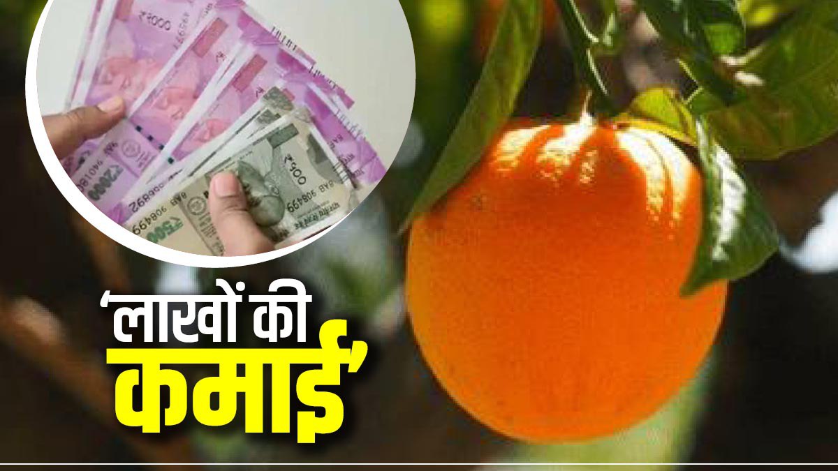 Orange Farming In Bihar, Purnea Me Santare Ki Kheti Kaise Karein News Hindi Orange Farming In Bihar, Purnea Me Santare Ki Kheti Kaise Karein News Hindi