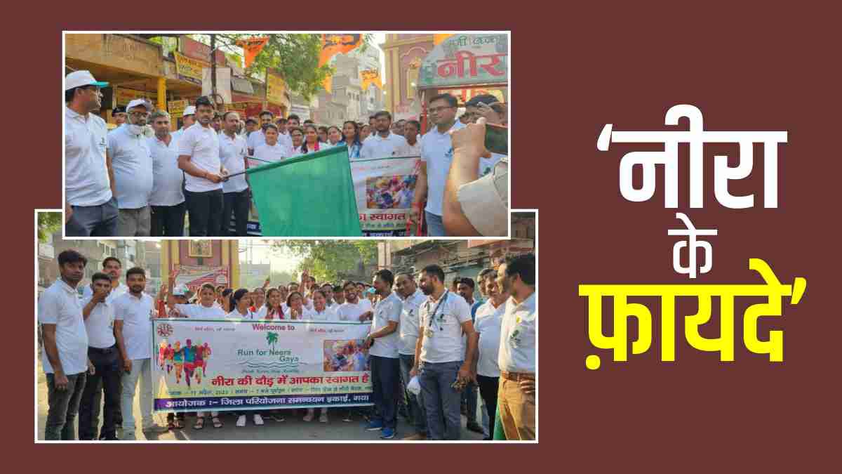 Neera Production In Gaya Bihar, Neera Peenay Ke Fayde, Difference Between Neera And Taadi Neera Production In Gaya Bihar, Neera Peenay Ke Fayde, Difference Between Neera And Taadi