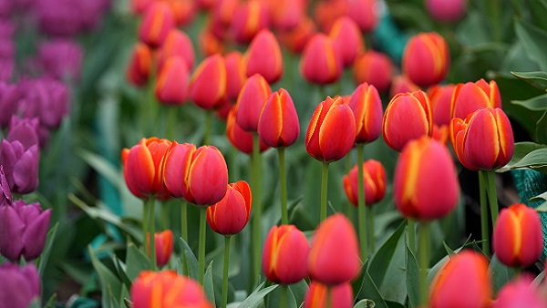 Plants cry in stressed