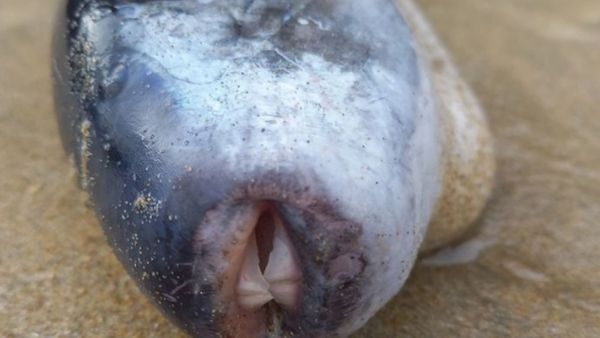 posiness fish