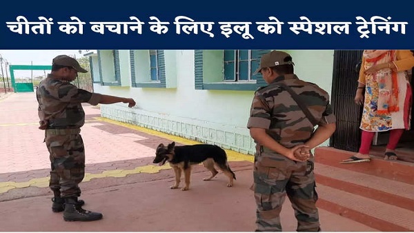 Kuno: चीतों की सुरक्षा के लिए कमांडो ट्रेनिंग लेकर लौटी illu