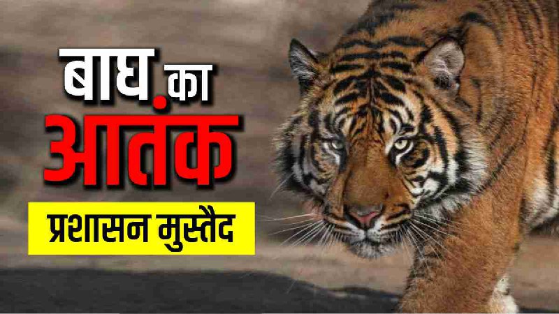 tiger terror dozens villages Pauri Garhwal dm ashish chuhan administration prepared steps taken tiger terror dozens villages Pauri Garhwal dm ashish chuhan administration prepared steps taken