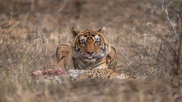 Tiger eats leopard