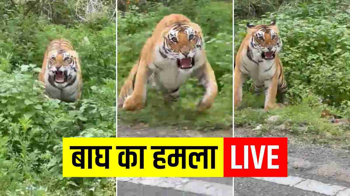 Viral video Corbett National Park Tourists were doing safari riding on gypsy, tiger attacked Viral video Corbett National Park Tourists were doing safari riding on gypsy, tiger attacked