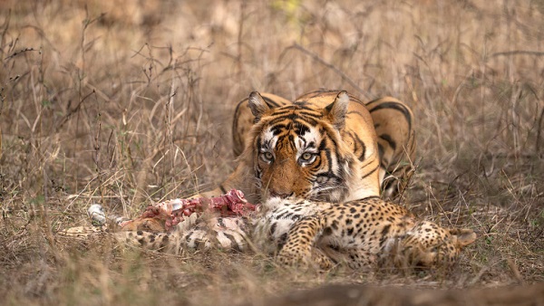 Tiger eats leopard