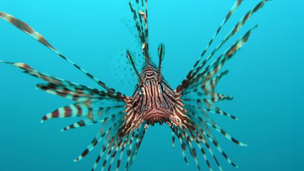 posiness fish