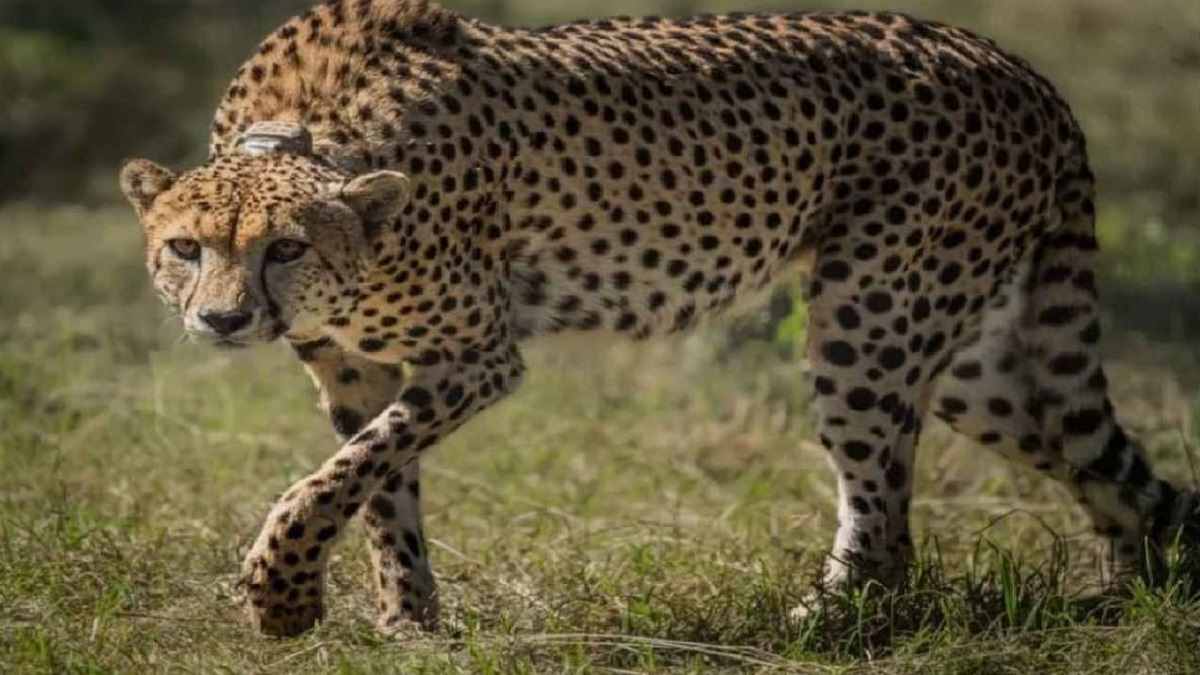 कूनोः जंगल से भागे चीते ओवान का शिवपुरी जिले से किया रेस्क्यू, वापस कूनो पहुंचा