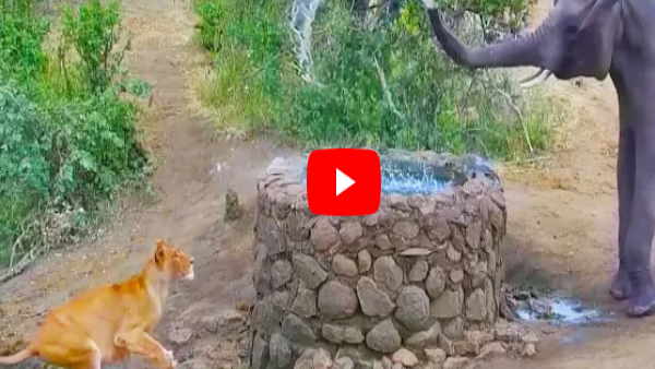 elephant scared lioness