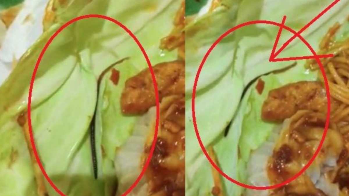 भोपाल में DB मॉल रेस्टोरेंट के खाने में निकला केंचुआ भोपाल में DB मॉल रेस्टोरेंट के खाने में निकला केंचुआ