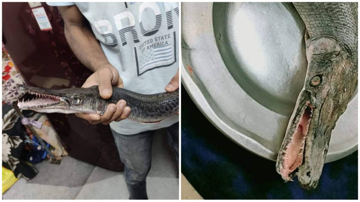 American alligator gar fish found in big pond hunting humans, mouth like crocodile American alligator gar fish found in big pond hunting humans, mouth like crocodile