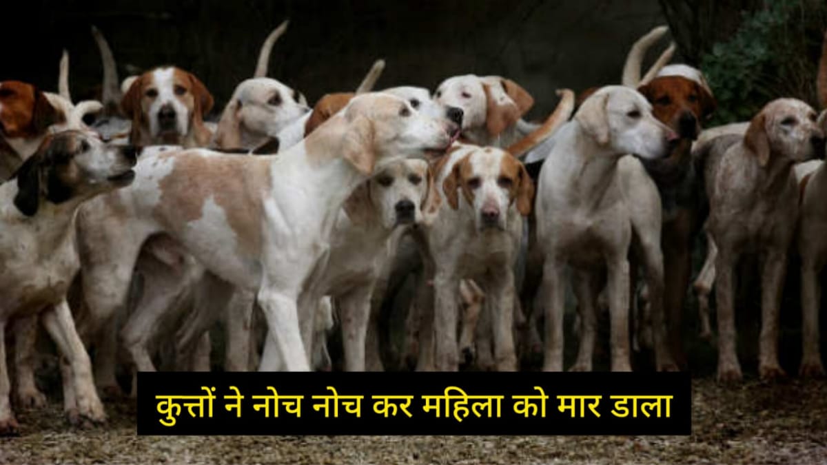 woman killed by dogs in seoni woman killed by dogs in seoni