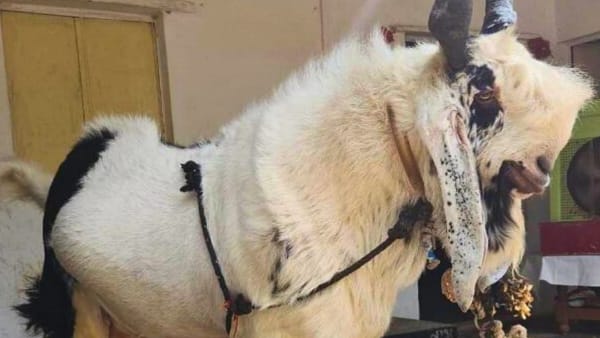 Most expensive Bakra King in Bhopal