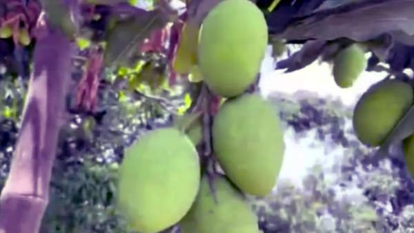 Lucknow Malihabad Abdullah Great mango 300 varieties of mangoes in a 120 year old tree