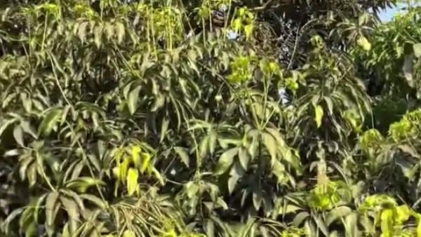 Lucknow Malihabad Abdullah Great mango 300 varieties of mangoes in a 120 year old tree