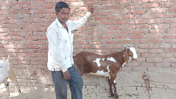 Kannauj Allah written on goats back in arbi language owner did not sell even after 25 lakh bids