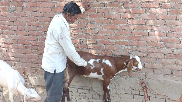 Kannauj Allah written on goats back in arbi language owner did not sell even after 25 lakh bids