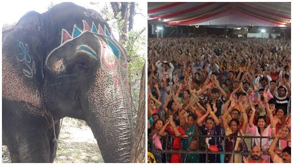 Bageswer Dham Dhirendra Shastris elephant