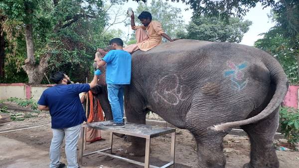 Bageswer Dham Dhirendra Shastris elephant