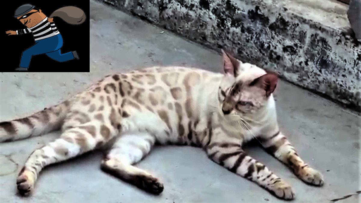 Bulandshahr 1.5 lakh cat stolen from transport company, while going Hyderabad from Delhi Bulandshahr 1.5 lakh cat stolen from transport company, while going Hyderabad from Delhi