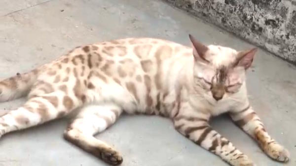 Bulandshahr 1.5 lakh cat stolen from transport company, while going Hyderabad from Delhi Bulandshahr 1.5 lakh cat stolen from transport company, while going Hyderabad from Delhi