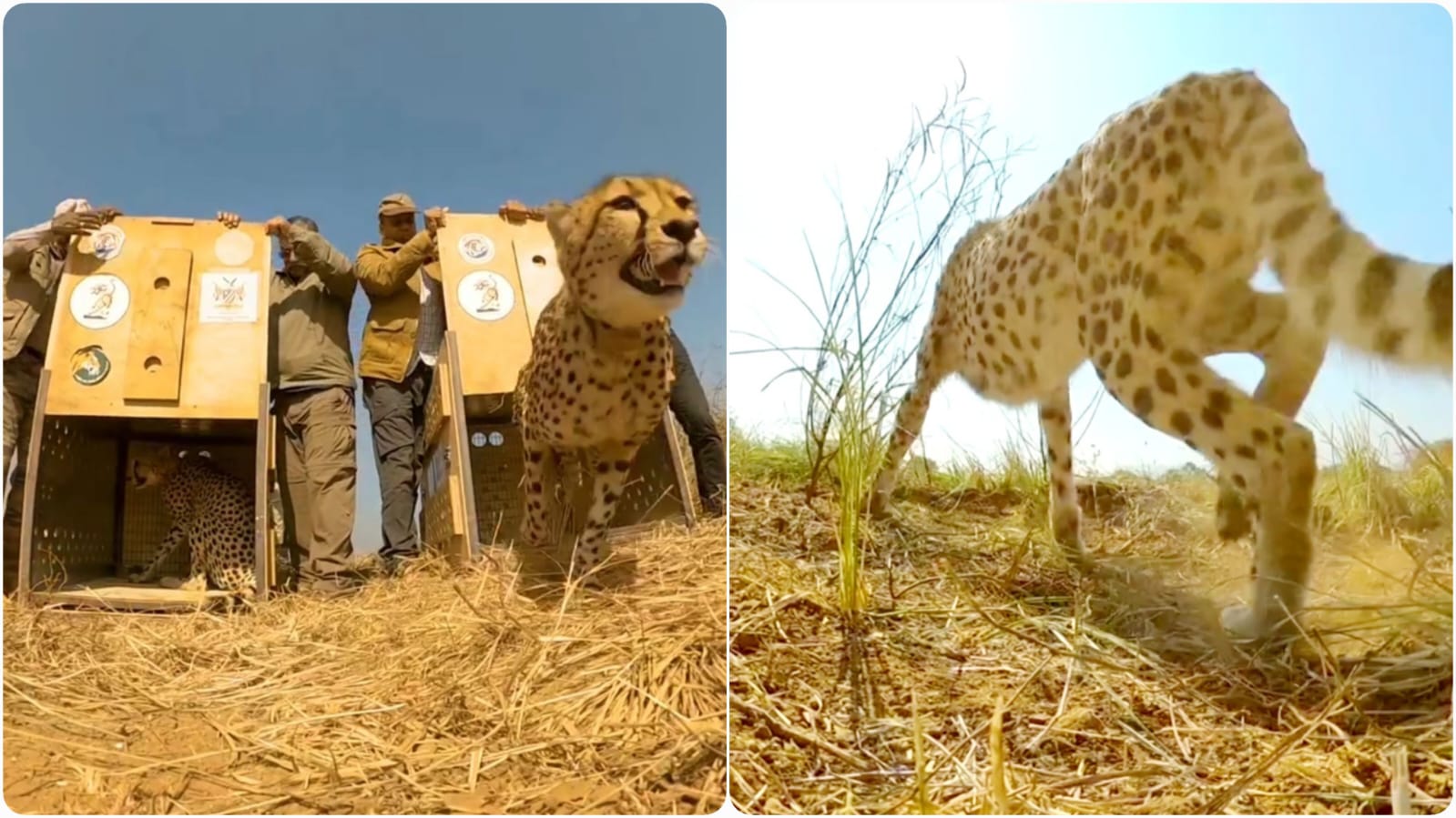 Kuno: अब दक्षिण अफ्रीकी चीतों को जंगल में छोड़ने की तैयारी Kuno: अब दक्षिण अफ्रीकी चीतों को जंगल में छोड़ने की तैयारी