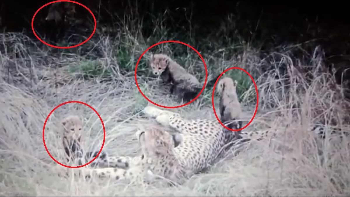 cheetahs in kuno: मां सियाया संग मस्ती करते दिखे 4 शावक cheetahs in kuno: मां सियाया संग मस्ती करते दिखे 4 शावक
