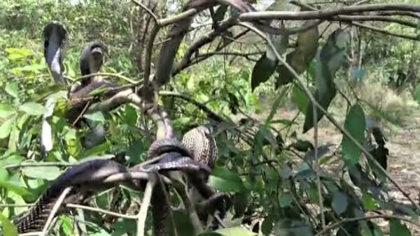 Viral Video When more than half a dozen King Cobra were seen on the tree panic spread among people
