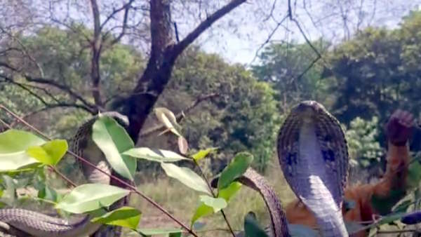Viral Video When more than half a dozen King Cobra were seen on the tree panic spread among people