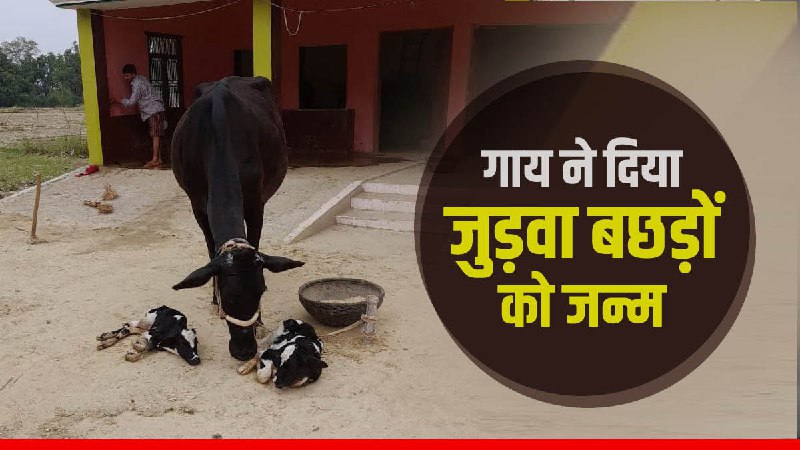 Cow gave birth to twin calves in Shahdol Cow gave birth to twin calves in Shahdol