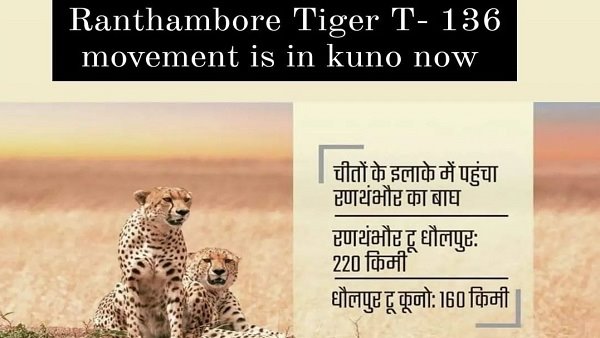 चीतों के रहवास में टाइगर की एंट्री, रणथंबौर से कूनो तक आ गया