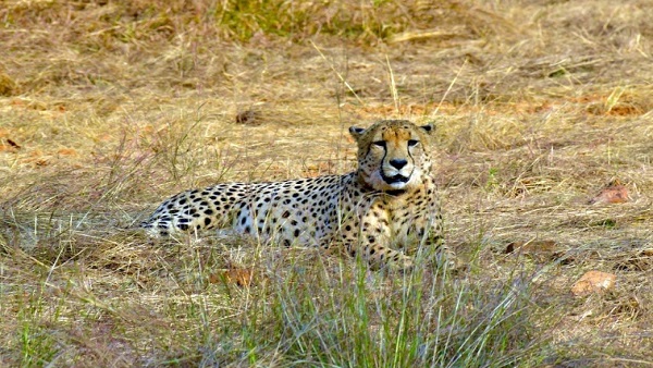 Kuno National Park Female Cheetah dies