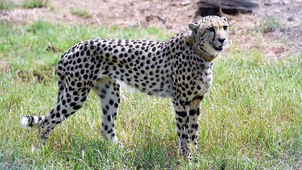Kuno National Park Female Cheetah dies