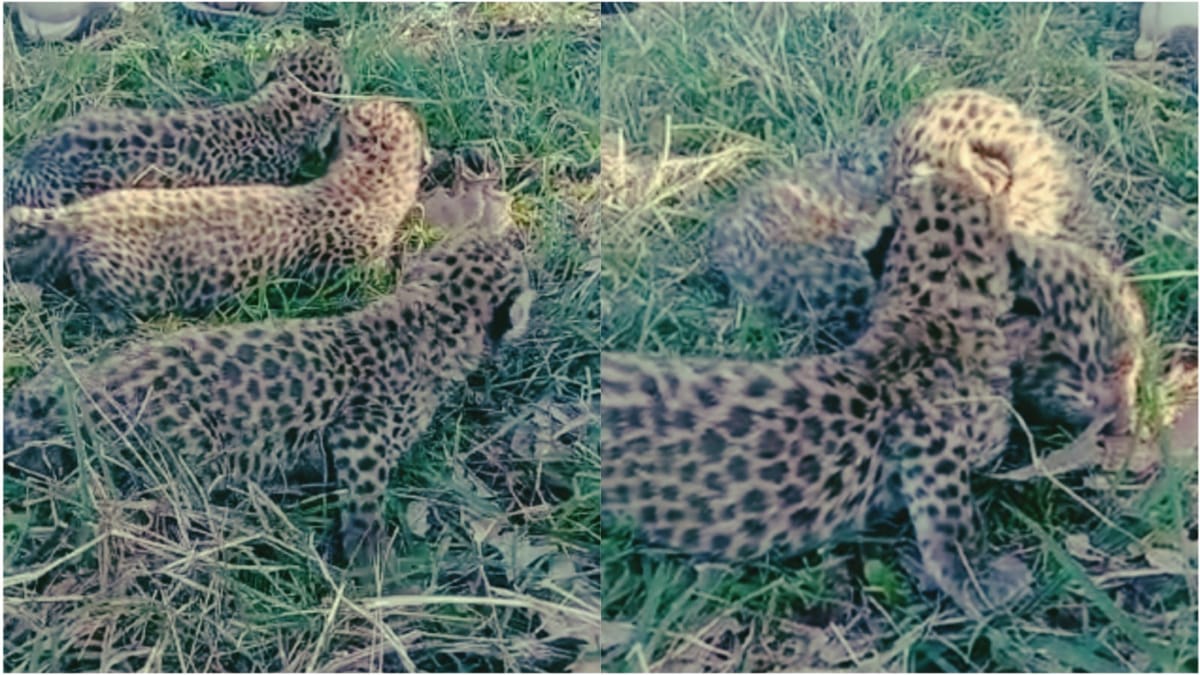 Leopard cubs found in Shahdol Nandana Leopard cubs found in Shahdol Nandana